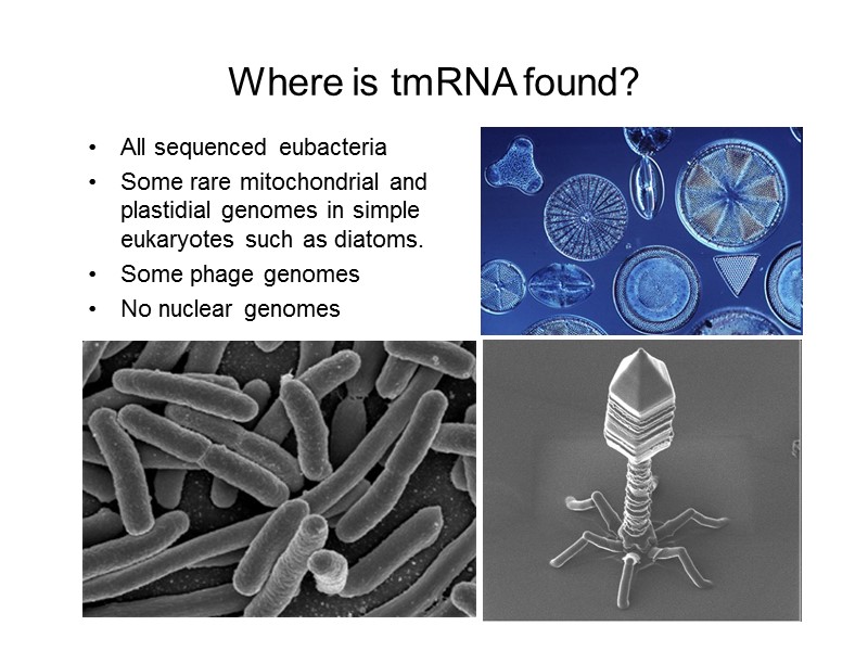 Where is tmRNA found? All sequenced eubacteria Some rare mitochondrial and plastidial genomes in